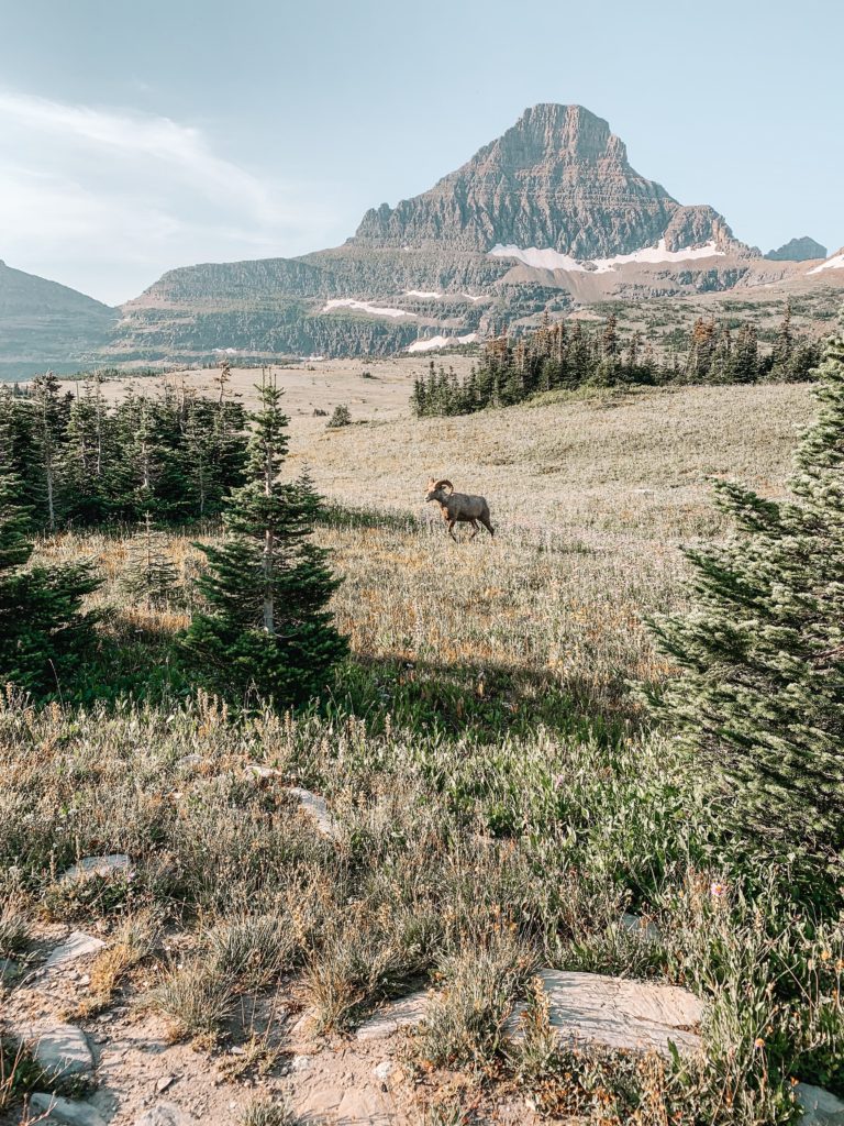 glacier national park